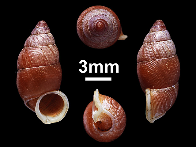 image of Tortulosa hartleyi (a)